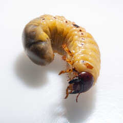 European rhinoceros beetle (Oryctes nasicornis) is a large flying beetle belonging to the subfamily Dynastinae. The insect larva is located on a white background before pupation.