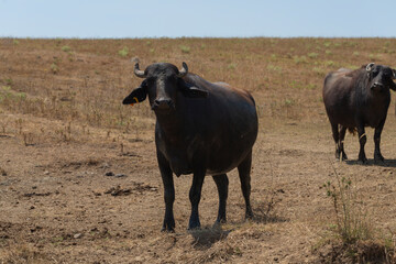 A herd of domesticated buffaloes graze in a vacant lot.