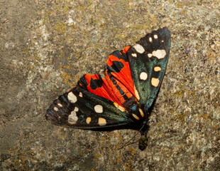 The scarlet tiger moth (Callimorpha dominula, formerly Panaxia dominula) is a colorful moth belonging to the tiger moth subfamily, Arctiinae.