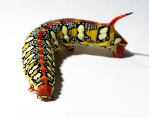 Hyles euphorbiae, the spurge hawk-moth, is a European moth of the family Sphingidae.