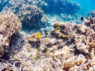 ゴマハギ, Twotone tang, Zebrasoma scopas, ニザダイ科,
美しいサンゴ礁と熱帯魚の群れ。
安室島沖縄県
島尻郡慶良間諸島座間味島-2025
サンゴの産卵があり卵が漂う。沖縄本島から40km西方の諸島。30以上の島嶼群全体が国立公園に指定。珊瑚礁の青い海と白い砂浜は世界屈指の美。貴重な動植物が多数生息。
