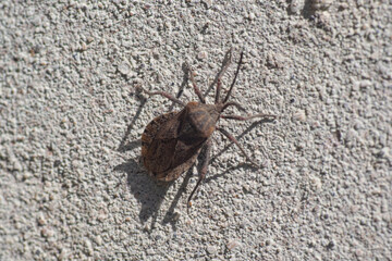 Vunchuca insect on a wall