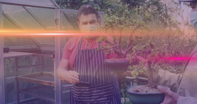 Checking gardener wearing striped apron and mask, holding bonsai at nursery, masked man holding pot - Powered by Adobe