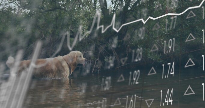 Fototapeta Wading golden retriever with collar in shallow stream with ripples and plants, with financial chart
