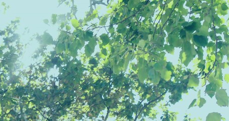 Capturing broad green leaves and branches filtering sunlight through canopy in park with sun glare © vectorfusionart
