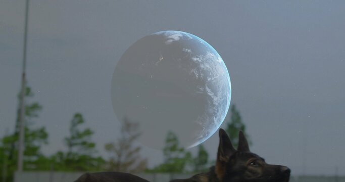Naklejki Gazing German Shepherd head tilting upward in fenced yard at twilight, with globe, copy space