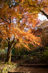 Autumn color at Kogenji temple in Tanba, Hyogo prefecture, Japan