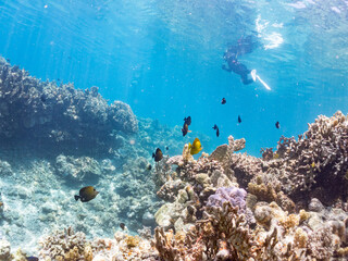 ゴマハギ, Twotone tang, Zebrasoma scopas, ニザダイ科,
美しいサンゴ礁と熱帯魚の群れ。
安室島沖縄県
島尻郡慶良間諸島座間味島-2025
サンゴの産卵があり卵が漂う。沖縄本島から40km西方の諸島。30以上の島嶼群全体が国立公園に指定。珊瑚礁の青い海と白い砂浜は世界屈指の美。貴重な動植物が多数生息。
