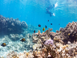 ゴマハギ, Twotone tang, Zebrasoma scopas, ニザダイ科,
美しいサンゴ礁と熱帯魚の群れ。
安室島沖縄県
島尻郡慶良間諸島座間味島-2025
サンゴの産卵があり卵が漂う。沖縄本島から40km西方の諸島。30以上の島嶼群全体が国立公園に指定。珊瑚礁の青い海と白い砂浜は世界屈指の美。貴重な動植物が多数生息。
