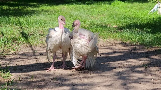 Free range two white turkeys try to courtship or fight for dominance while trolling around backyard