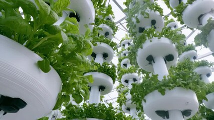 Medium shot of innovative hydroponic tree setup with vertical and horizontal segments demonstrating efficient space usage.