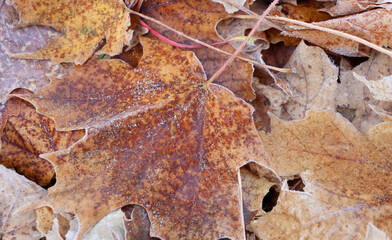 Frost on fallen leaves in brown, gold and yellow.
