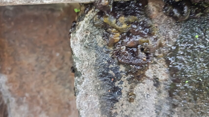 moss plants growing on damp temple rocks 