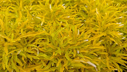 yellow flower background