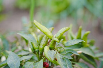 Red and green millet chili peppers