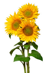 Obraz premium Flower bouquet with three sunflowers isolated on white background. The seeds and oil. Floral arrangement. Picturesque and conceptual scene. Flat lay, top view