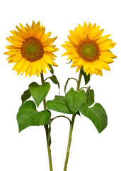 Obraz premium Two sunflowers in bouquet isolated on white background. Sun symbol. Flowers yellow, agriculture. Seeds and oil. Flat lay, top view. Bio. Eco. Creative