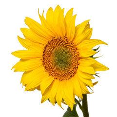 Fototapeta premium Sunflower head isolated on white background. Sun symbol. Flowers yellow, agriculture. Seeds and oil. Flat lay, top view. Bio. Eco. Creative