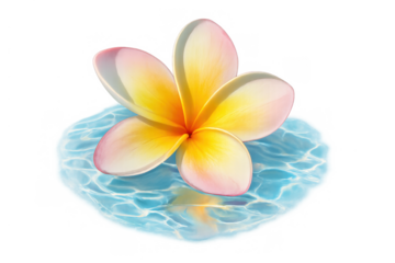 Plumeria flower floating on clear water, creating a tranquil spa and aromatherapy concept with transparent background