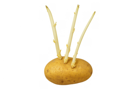 Potato developing sprouts and germinating, showing growth of a raw tuber, transparent background