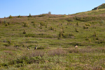 Fototapeta premium Caribou standing below Donnelly Dome in Alaska