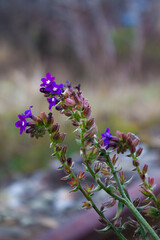 Wild purple flower closeup