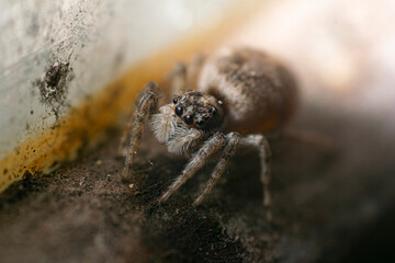 Jumping spider on the window