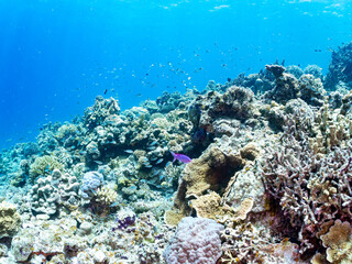 ハナゴイ, Purple queen, Amethyst anthias, Pseudanthias pascalus, ハタ科,
デバスズメダイ, Blue green damselfish, Chromis viridis, Blue green chromis, スズメダイ科,
美しいサンゴ礁と熱帯魚の群れ。
安室島沖縄県
島尻郡慶良間諸島座間味島-2025
サンゴの産卵があり卵が漂う。沖縄