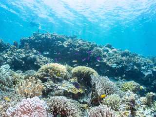 ハナゴイ, Purple queen, Amethyst anthias, Pseudanthias pascalus, ハタ科,
デバスズメダイ, Blue green damselfish, Chromis viridis, Blue green chromis, スズメダイ科,
美しいサンゴ礁と熱帯魚の群れ。
安室島沖縄県
島尻郡慶良間諸島座間味島-2025
サンゴの産卵があり卵が漂う。沖縄