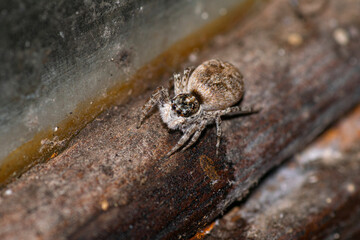 Jumping spider on a door