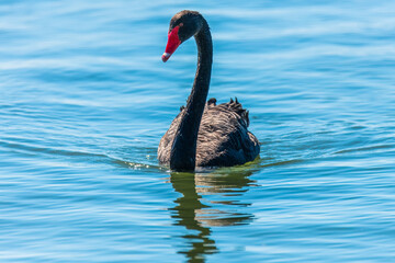 Naklejka premium A Black Swan on the lake