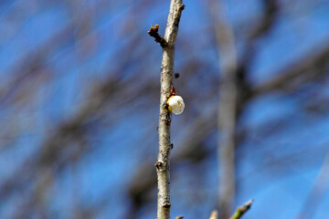 青空に咲く白梅とつぼみ | 晩冬から早春の田浦梅林