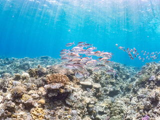 ノコギリダイ, Yellowspot emperor, Striped large-eye bream, Gnathodentex aureolineatus,...