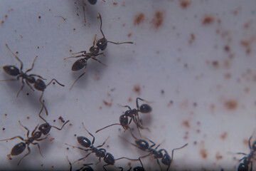 Argentinian ants on the floor