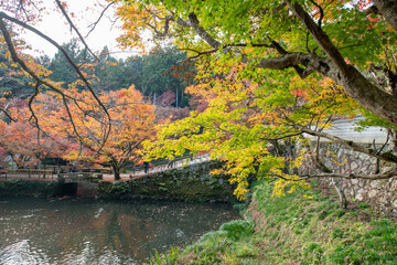 Colorful autumn leaves in Entsuji temple in Tamba, Hyogo, Japan