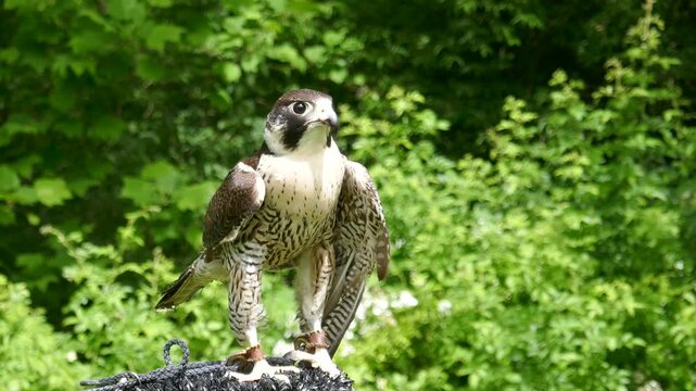 Peregrine falcon of falconer chomping beak