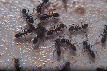 Argentinian ant walking on a plastic surface
