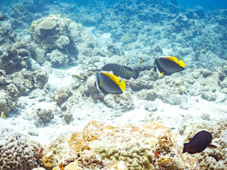 シマハタタテダイ, Singular bannerfish, Heniochus singularius, チョウチョウウオ科,
美しいサンゴ礁と熱帯魚の群れ。
安室島沖縄県
島尻郡慶良間諸島座間味島-2025
サンゴの産卵があり卵が漂う。沖縄本島から40km西方の諸島。30以上の島嶼群全体が国立公園に指定。珊瑚礁の青い海と白い砂浜は世界屈指の美。貴重な動植物が多数生息。
