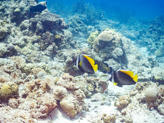 シマハタタテダイ, Singular bannerfish, Heniochus singularius, チョウチョウウオ科,
美しいサンゴ礁と熱帯魚の群れ。
安室島沖縄県
島尻郡慶良間諸島座間味島-2025
サンゴの産卵があり卵が漂う。沖縄本島から40km西方の諸島。30以上の島嶼群全体が国立公園に指定。珊瑚礁の青い海と白い砂浜は世界屈指の美。貴重な動植物が多数生息。
