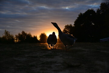 Gęsi na tle zachodu słońca © Sebastian