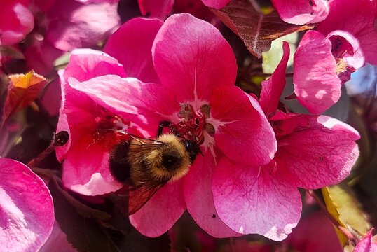 bee on pink flower