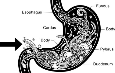 Stylized stomach internal organ organogram with swirling abstract food contents
