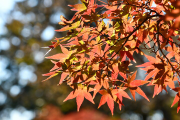 イロハモミジの紅葉