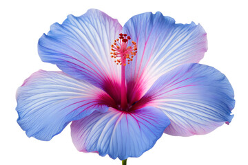 Vibrant blue hibiscus flower with enchanting pink and purple tones on delicate petals. Prominent stamen, perfectly isolated on a pristine white background, capturing exotic floral beauty
