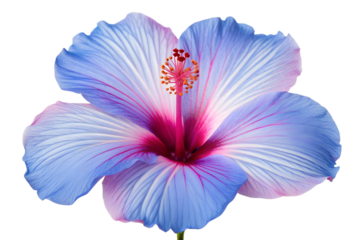 Vibrant blue hibiscus flower with enchanting pink and purple tones on delicate petals. Prominent stamen, perfectly isolated on a pristine white background, capturing exotic floral beauty