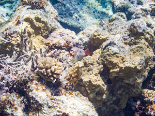 セダカギンポ, Leopard blenny, Exallias brevis, イソギンポ科,
美しいサンゴ礁と熱帯魚の群れ。
嘉比島沖縄県
島尻郡慶良間諸島座間味島-2025
サンゴの産卵があり卵が漂う。沖縄本島から40km西方の諸島。30以上の島嶼群全体が国立公園に指定。珊瑚礁の青い海と白い砂浜は世界屈指の美。貴重な動植物が多数生息。
