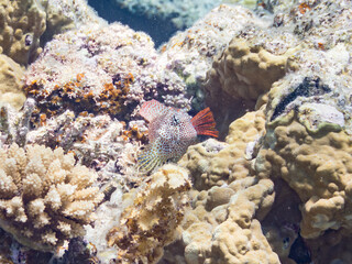 セダカギンポ, Leopard blenny, Exallias brevis, イソギンポ科,
美しいサンゴ礁と熱帯魚の群れ。
嘉比島沖縄県
島尻郡慶良間諸島座間味島-2025
サンゴの産卵があり卵が漂う。沖縄本島から40km西方の諸島。30以上の島嶼群全体が国立公園に指定。珊瑚礁の青い海と白い砂浜は世界屈指の美。貴重な動植物が多数生息。
