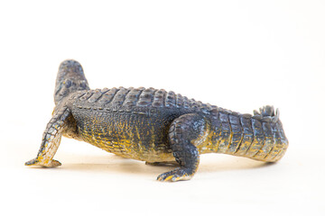 Fototapeta premium Nile crocodile animal on isolated background