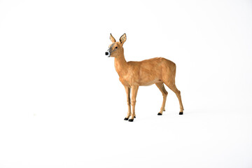 Roe Deer animal on isolated background
