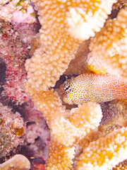 セダカギンポ, Leopard blenny, Exallias brevis, イソギンポ科,
美しいサンゴ礁と熱帯魚の群れ。
嘉比島沖縄県
島尻郡慶良間諸島座間味島-2025
サンゴの産卵があり卵が漂う。沖縄本島から40km西方の諸島。30以上の島嶼群全体が国立公園に指定。珊瑚礁の青い海と白い砂浜は世界屈指の美。貴重な動植物が多数生息。
